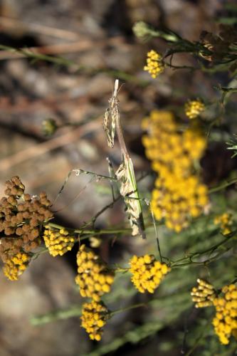 Réf. 242 534 : Empusa pennata